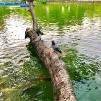 台中公園