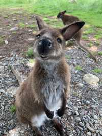 ニュージーランド｜距離が近い！アットホームな動物園・Hanmer Springs Animal Park