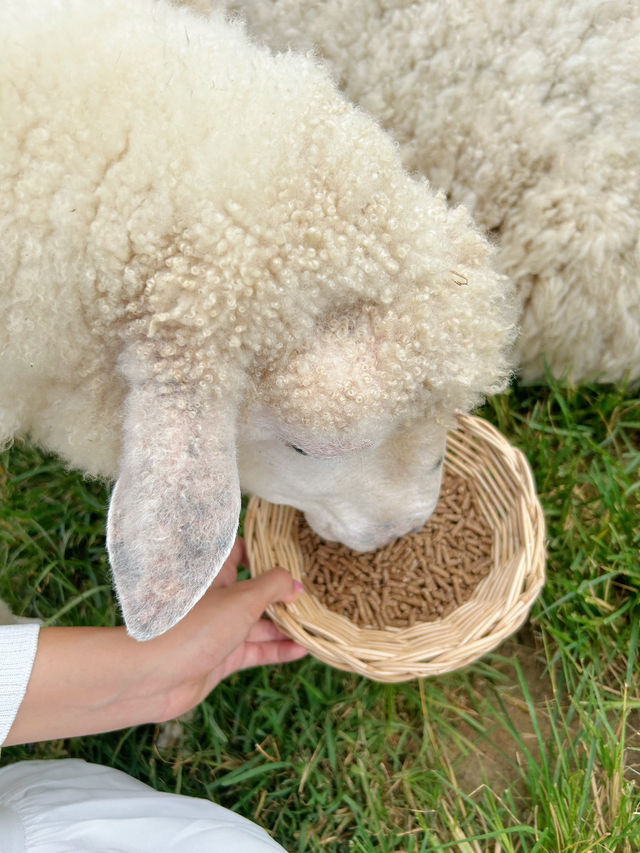 หนาวนี้ที่ ม่อนแกะ เขาค้อ🐑🌳