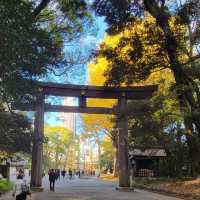 金色秋影🍂明治神宮外苑的銀杏之美✨