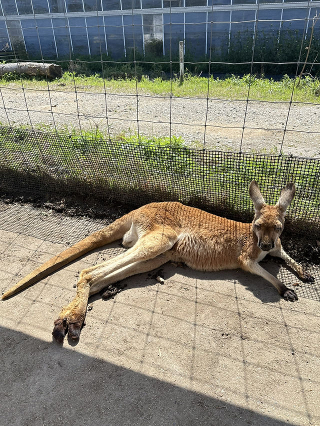 再次近距離親親小動物🦘🐑🐫