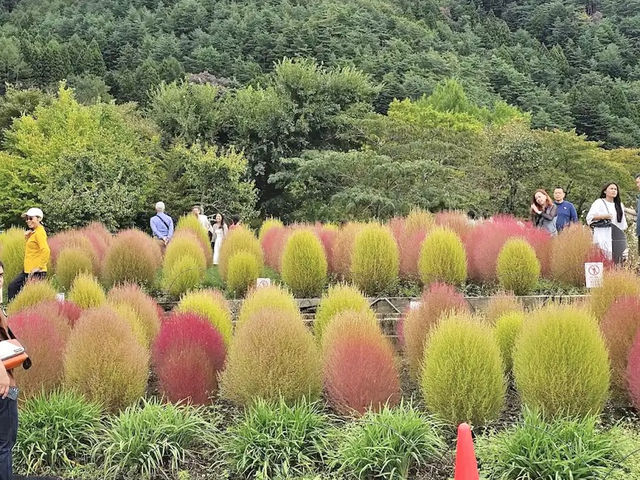 ทุ่งดอกโคเคีย Oishi Park