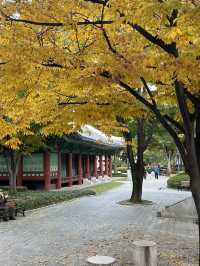 대구 도심 속 단풍 여행을 할 수 있는 경상감영공원 다녀왔어요🍂