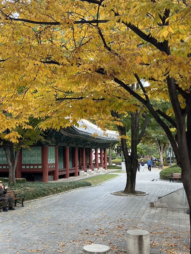 대구 도심 속 단풍 여행을 할 수 있는 경상감영공원 다녀왔어요🍂