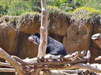 미국 여행 동물을 좋아한다면 San diego zoo❤️