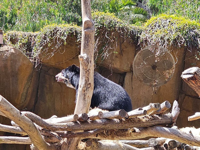 미국 여행 동물을 좋아한다면 San diego zoo❤️
