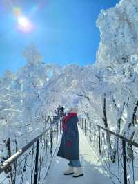 한국의 삿포로 평창으로 가야하는 이유❄️