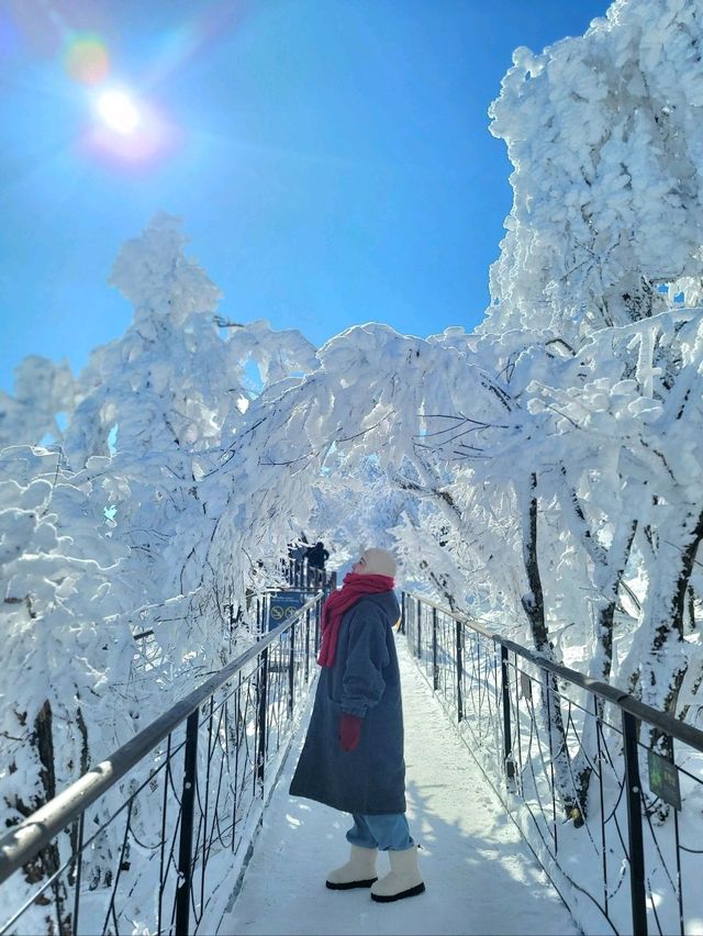 한국의 삿포로 평창으로 가야하는 이유❄️