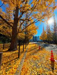 【東京】一生に一度は行きたい!!いちょう並木の絶景💛