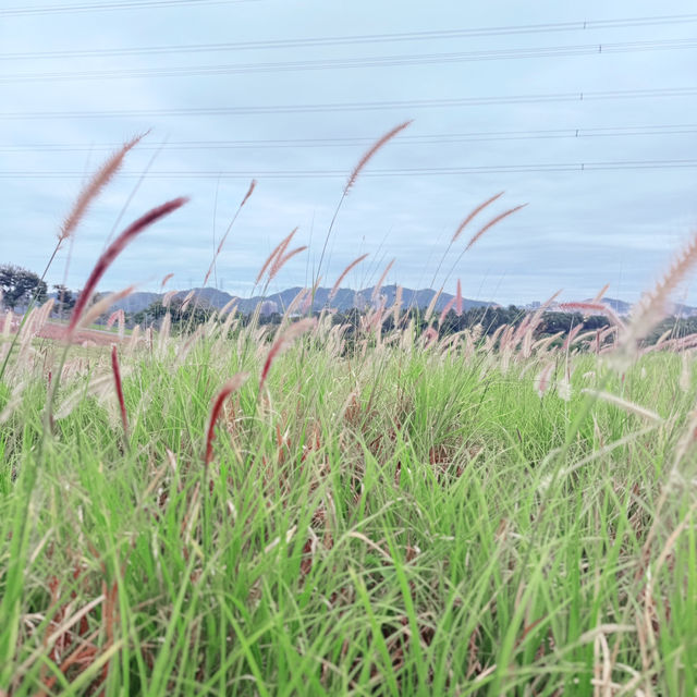 週日浪漫花海🌷深圳陌上花園