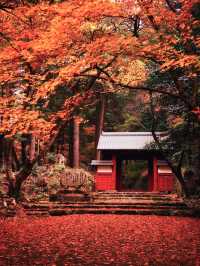 【ここ行って】紅葉見頃終盤がおすすめ🍁敷きモミジでレッドカーペットが作られる紅葉スポット✨