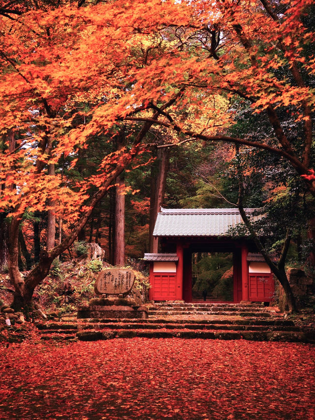 【ここ行って】紅葉見頃終盤がおすすめ🍁敷きモミジでレッドカーペットが作られる紅葉スポット✨