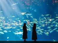 【香川】まるで美術館？🫧四国水族館