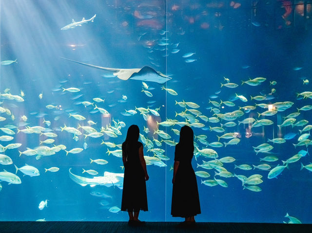 【香川】まるで美術館？🫧四国水族館
