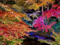 【京都】幻想的すぎるライトアップされた絶景紅葉