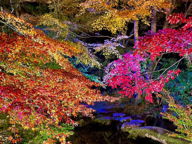 【京都】幻想的すぎるライトアップされた絶景紅葉