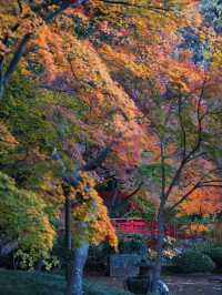 【ここ行って】次の週末以降でもまだ間に合う‼️川越観光ついででも行きたい紅葉スポット🍁