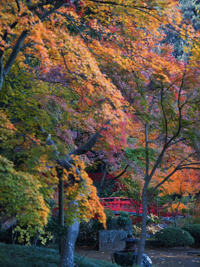 【ここ行って】次の週末以降でもまだ間に合う‼️川越観光ついででも行きたい紅葉スポット🍁