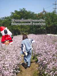 ทานตะวันบานแล้วจ้าาาา 🌻