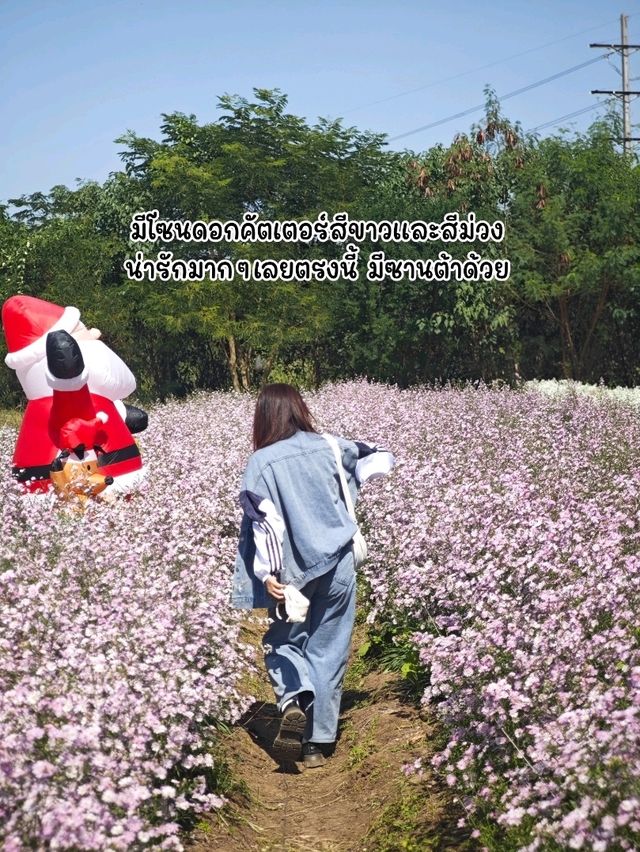 ทานตะวันบานแล้วจ้าาาา 🌻