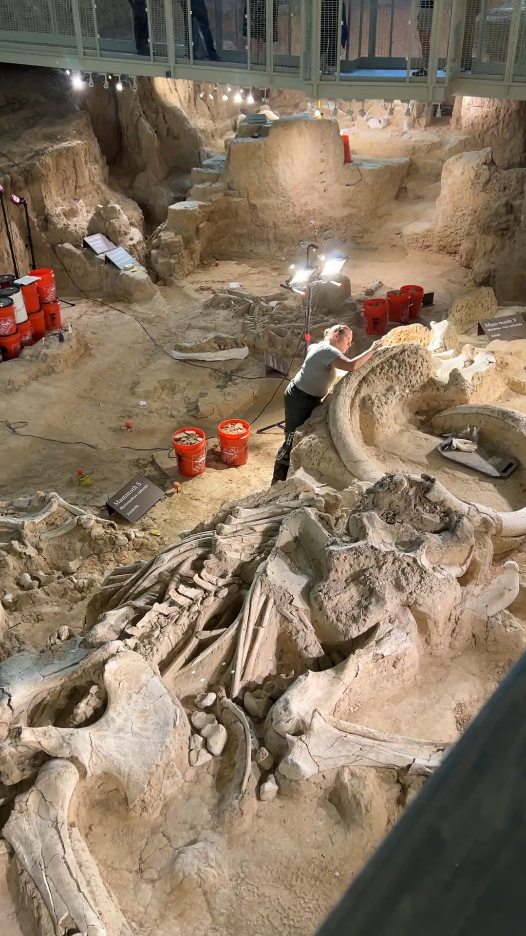 [Waco旅遊］Waco Mammoth National Monument