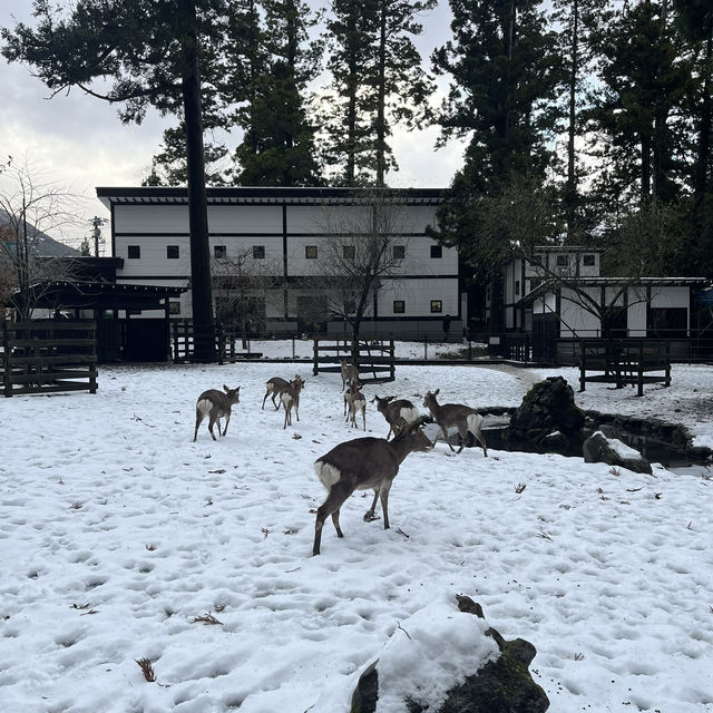 【新潟🌾】新潟の最強パワースポット⛩️