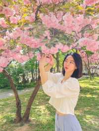 서울 벚꽃명소 🌸 보라매공원 겹벚꽃 보기