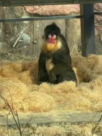 首爾親子遊 - 首爾動物園