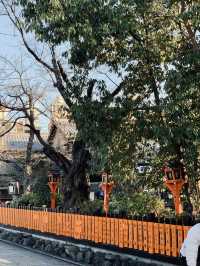 A Glimpse of Kyoto: Tranquility and Tradition in Arashiyama