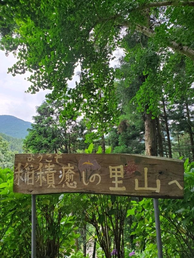 1万株ものハナショウブが咲くスポット、紫陽花もおすすめ。