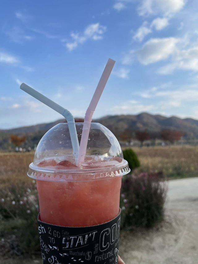 양평 두물머리 꼭 먹어야하는 명물 연잎핫도그🌭🍃