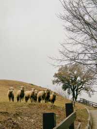 Qingjing Farm🐑 — Your Alpine Escape in Taiwan!