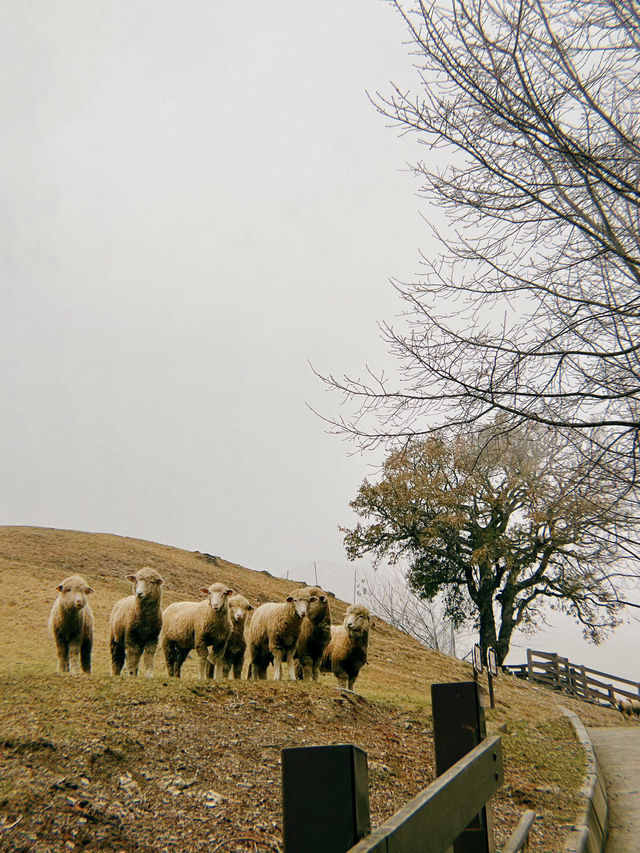 Qingjing Farm🐑 — Your Alpine Escape in Taiwan!