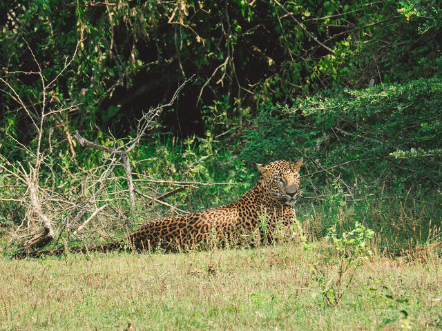 A Full-Day Safari in Yala National Park
