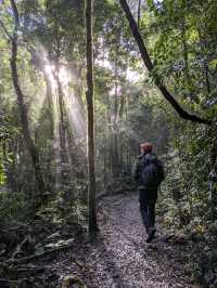 Wilderness Wonder: Hiking Lamington National Park