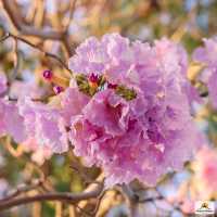 ดอกชมพูพันธุ์ทิพย์ ม.เกษตรฯ กำแพงแสน