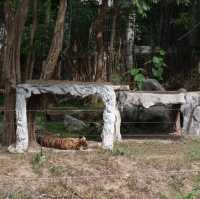 Night Safari แบบเที่ยวกลางวัน 