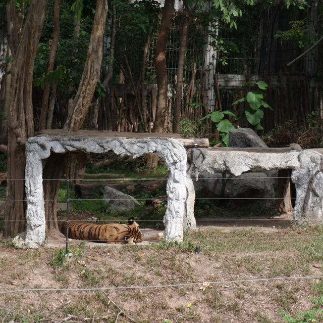 Night Safari แบบเที่ยวกลางวัน 