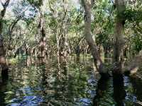 Drifting Through the Enchanting Mangroves of Kampong Phluk