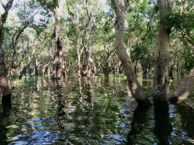 Drifting Through the Enchanting Mangroves of Kampong Phluk