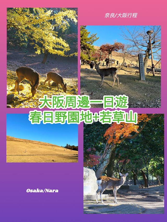大阪行程|周邊一日遊|春日野園地與若草山 大阪行程|周邊一日遊|春日野園地與若草山