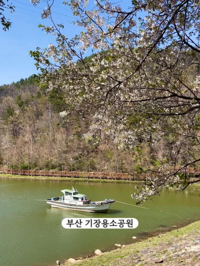 한달뒤면 벚꽃을 볼 수 있습니다!-부산 벚꽃명소