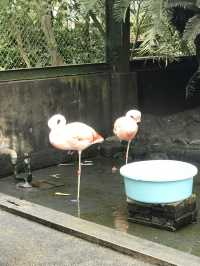 【伊豆🪼】熱川バナナワニ園に行ってみた😆