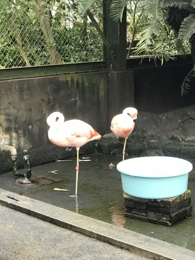 【伊豆🪼】熱川バナナワニ園に行ってみた😆