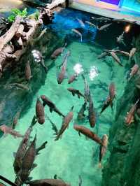 An Underwater Wonderland at Aquaria KLCC