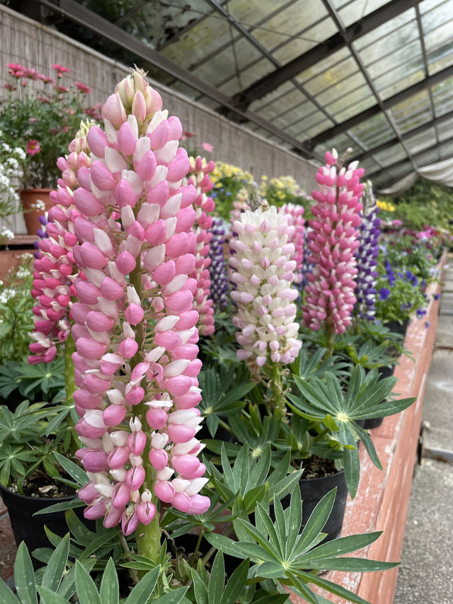 京都|京都賞櫻秘境府立植物園 130種櫻花交織春日美好