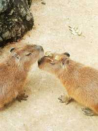 伊豆🌸河津櫻🌸伊豆仙人掌動物園🌸2天遊