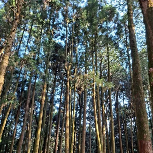 嘉義|阿里山眠月線，走進遺世鐵道秘境