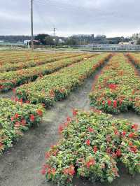 🌸 Zhongshe Flower Market, Taichung: A Blooming Paradise 🌸