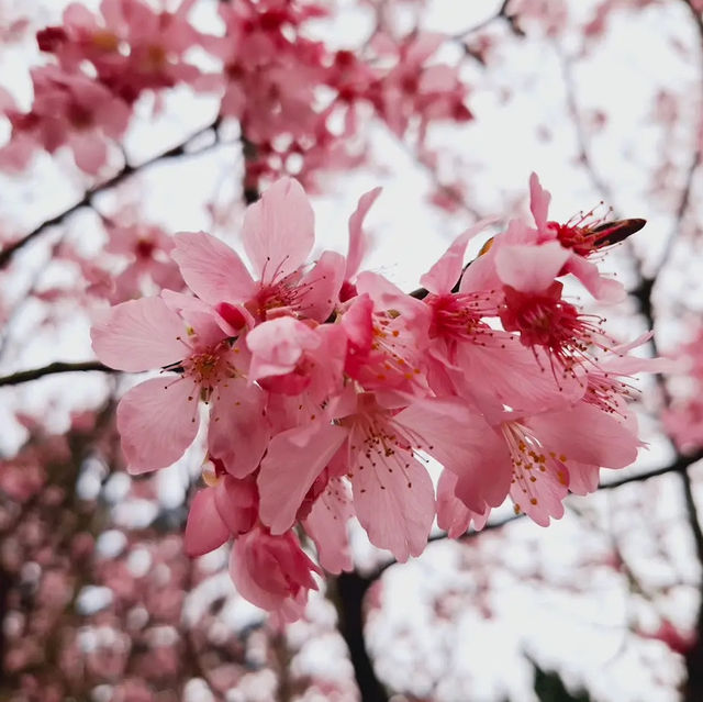 台北櫻花🌸陽明山下櫻花舞🩷花鐘閃耀映晴初🌸